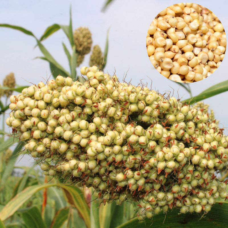 White Corn (வெள்ளை சோளம்)