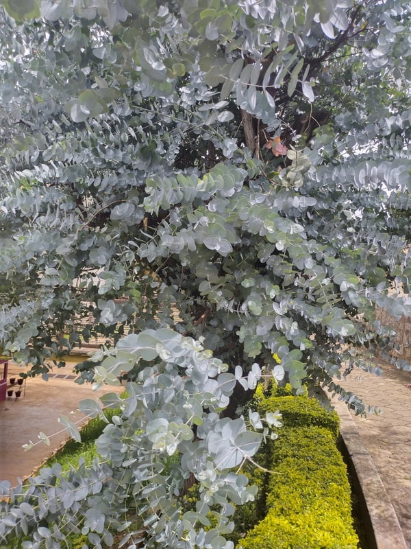 Eucalyptus Oil - 100ml Eucalyptus Oil - 100ml