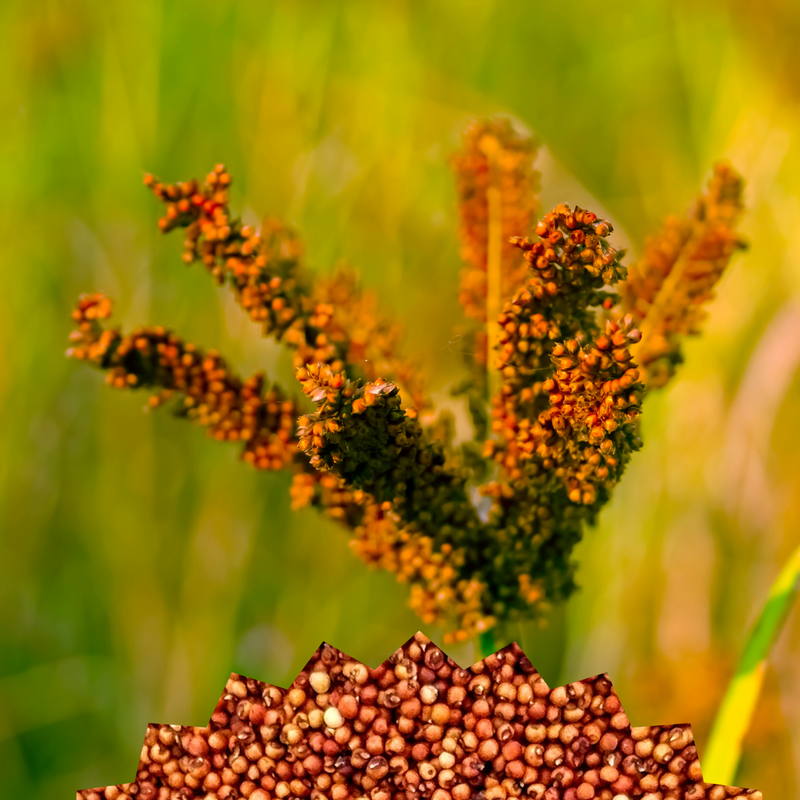 Ragi