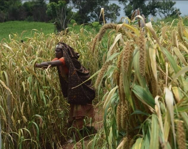 Banyard Millet Sourcing
