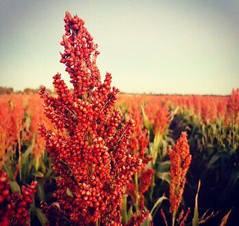 Red Cholam - சிவப்பு சோளம் - 500 Grams Red Cholam - சிவப்பு சோளம் - 500 Grams